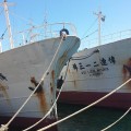 Fishing vessels for auction.jpg
